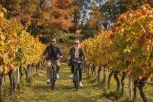 BICI AUTUNNO VIGNE